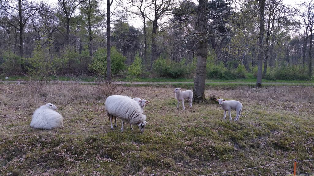 Lyklamastate Nijemirdum Exteriör bild